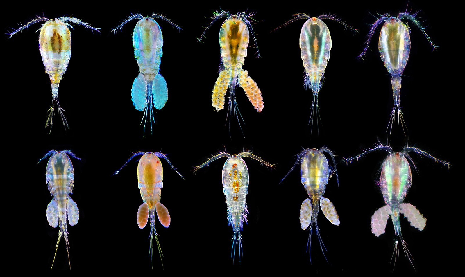 Pelagic copepod diversity (Crustacea: Copepoda) in the Southern Caribbean:  evidence of a pending assignment - Revista Mexicana de Biodiversidad
