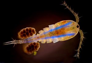 A Cyclop (Copepoda) by Marek Miś (author). Creative Commons Attribution 4.0 International.