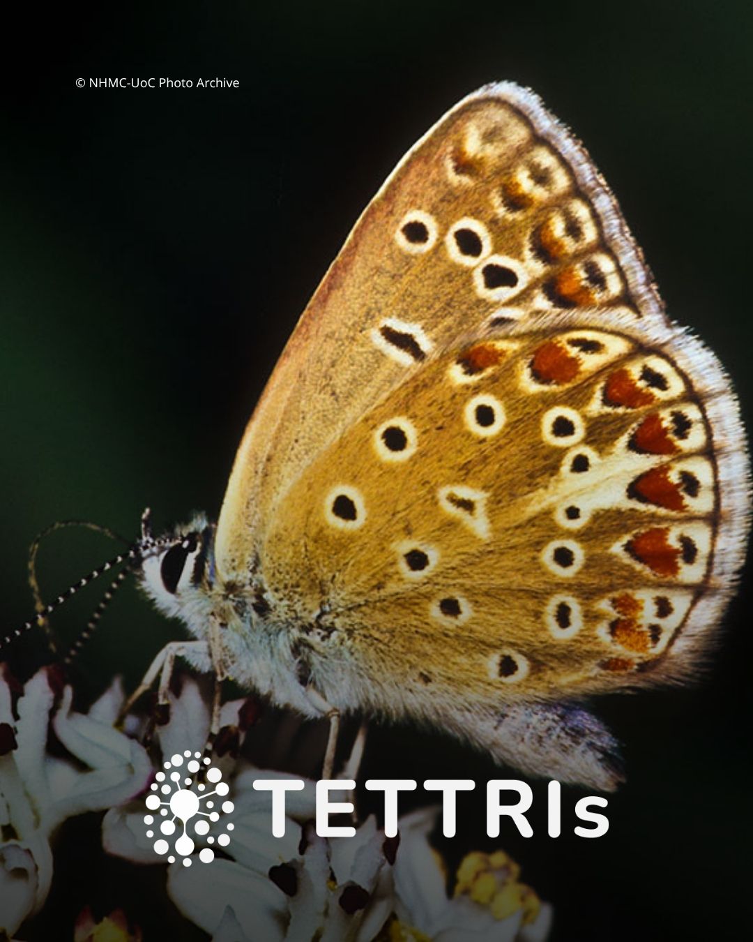 pollinators and fireflies
