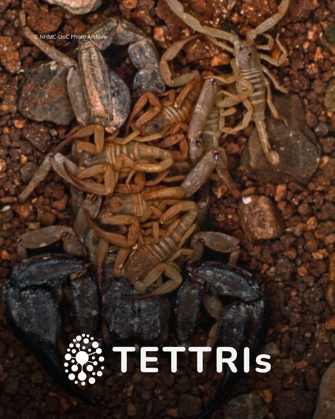soil fauna