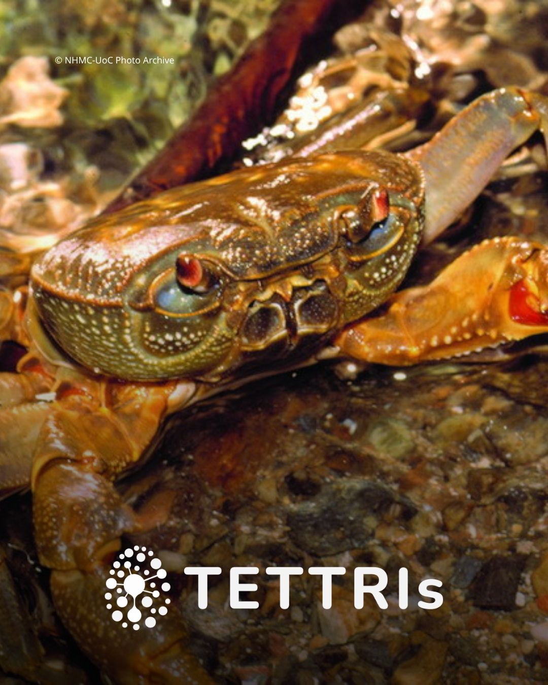 freshwater fauna