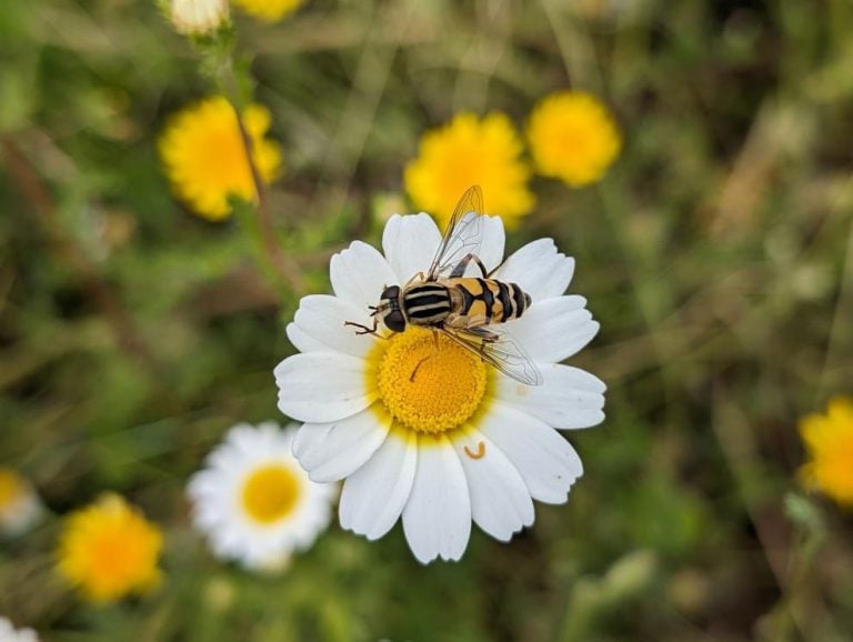 © Adara Pardo Valle, European Commission, 2024