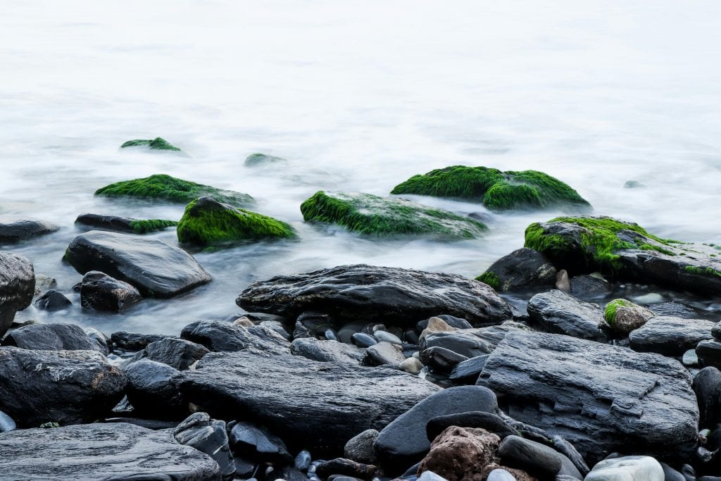 Algae
Young Systematists' Forum